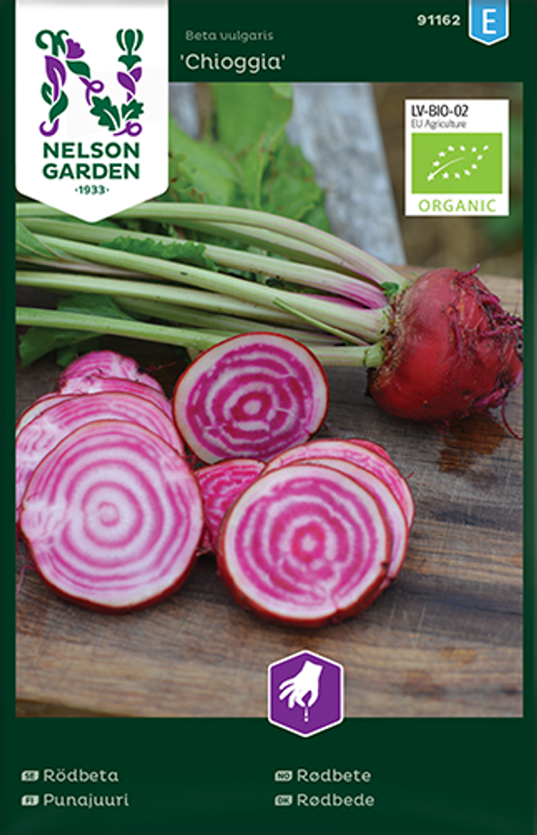 Rdbete 'Chioggia'